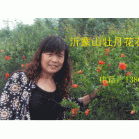 提供接穗，紅葉櫻花，大櫻桃，紅肉蘋果，皇家雨點，白蘭地，紫色