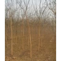 1---10公分國槐，各種規(guī)格柳樹、榆樹，量大