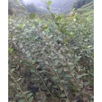 供應垂絲海棠小苗