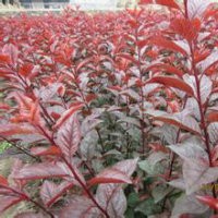 密枝紅葉李、密枝紅葉李苗