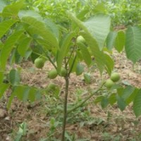 核桃苗，臨沂核桃苗最新報價，櫻桃苗，岱紅櫻桃苗，早大果櫻桃苗