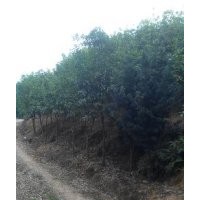 出售桂花羅漢松4-10公分