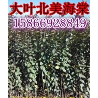 臨沂北美海棠價格
