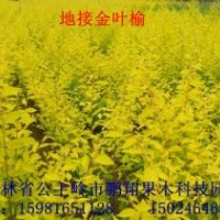 吉林金葉榆 大量