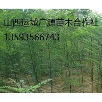 1年生國(guó)槐小苗大量出售、大量國(guó)槐小苗低價(jià)供應(yīng)
