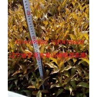 批發(fā)小苗；紫葉稠李、金葉復(fù)葉槭、紅楓