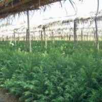 供紅豆杉一年苗