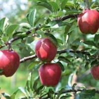 山東廠家直銷蘋果苗 批量供應(yīng)當(dāng)年結(jié)果蘋果苗 蘋果小苗 量大優(yōu)惠