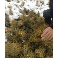 長(zhǎng)年出售樟子松樹(shù)苗云杉。種子