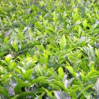 3公分山楂苗價(jià)格 專業(yè)嫁接長(zhǎng)期供應(yīng)山楂苗 大量批發(fā)山楂樹(shù)苗