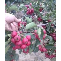 山楂苗價(jià)格 供應(yīng)批發(fā)山東泰安的大金星大五棱敞口錦球山楂樹(shù)苗