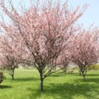 基地長(zhǎng)期供應(yīng)4公分速生櫻花苗 大量供應(yīng)園林景觀櫻花苗 櫻花樹(shù)苗