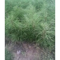 山西【白皮松苗】 優(yōu)質精品【白皮松苗】