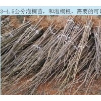常年供應(yīng)、預(yù)訂優(yōu)質(zhì)泡桐苗，泡桐根，紅楠苗，女貞苗，欒樹(shù)等種苗