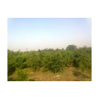 地徑2--4公分紅豆杉、羅漢松、竹柏、紅豆杉小苗