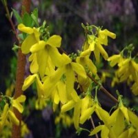 木槿、紫薇、紫葉李、紫荊、西府海棠、垂絲海棠、木瓜、櫻花、紅