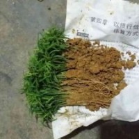 供應(yīng)桂林陽(yáng)朔白沙鎮(zhèn)紅豆杉小苗