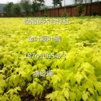 金葉復(fù)葉槭，五角楓，紫葉稠李，紅葉李，金葉榆，梧桐，王族海棠