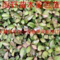 優(yōu)質(zhì)火棘小苗大量供應(yīng)火棘苗供應(yīng)商大量供應(yīng)當年生小苗