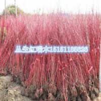 紅瑞木苗價格紅桿莖紅瑞木觀莖叢生紅瑞木小苗供應(yīng)商