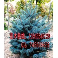 藍杉 藍杉苗 藍杉小苗 藍杉苗木 藍杉樹苗 治理霧霾 美化環(huán)境