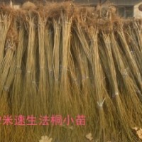 低價預(yù)定2米濟寧速生法桐小苗