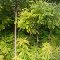 大量供應(yīng)香花槐、龍柏