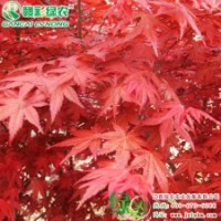 日本紅楓 紅舞妓