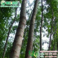 9901柳 彩柳小苗供應(yīng)包成活