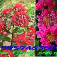 紅火箭紫薇苗 美國紅火箭苗 紅火球紫薇苗