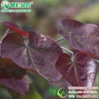 加拿大紅葉紫荊|落葉灌木 應(yīng)用廣泛 彩葉楊小苗供應(yīng)|江西綠農(nóng)發(fā)展