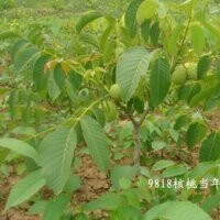 山西核桃苗，山西水果綠化苗木