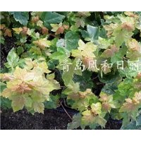供應(yīng)紅點(diǎn)紅楓小苗