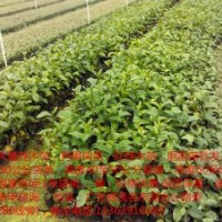 低價批發(fā)20萬棵紅桂木苗（狗果樹苗，狗卵子樹苗，胭脂苗）