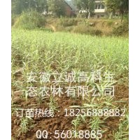 品系純正竹柳三號(hào) 質(zhì)量?jī)?yōu)良 服務(wù)