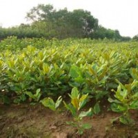 河南廣玉蘭價格_廣玉蘭栽培技術(shù)