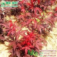 歐羅紅楓 三季紅 紅楓小苗供應(yīng)批發(fā)零售|江西綠農(nóng)發(fā)展有限公司