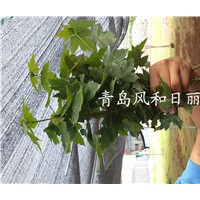 供應(yīng)美國(guó)紅楓扦插小苗