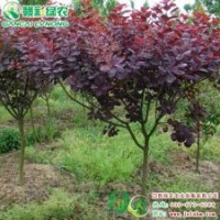 美國(guó)紫葉紅櫨 綠化小苗 綠化苗木 彩葉樹小苗 美國(guó)紫葉紅櫨樹苗供