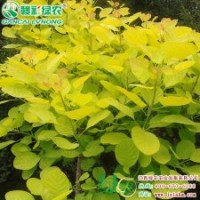 金葉黃櫨 綠化小苗 彩葉樹小苗 金葉黃櫨樹苗供應(yīng)包存活