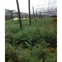 湖南地區(qū)供應200萬株南方紅豆杉苗