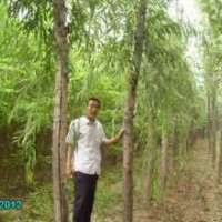 山東速生柳小苗哪個基地的成活率高？