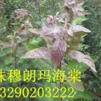 珠穆朗瑪海棠