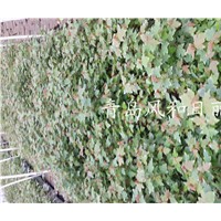 供應(yīng)紅點(diǎn)紅楓小苗