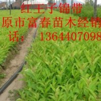 供應(yīng)開原紅王子錦帶小苗|東北紅王子錦帶基地價(jià)格哪里買
