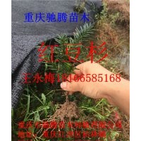貴州紅豆杉【批發(fā)】-重慶馳騰苗木