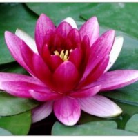 青州碗蓮批發(fā)價(jià)格|山東睡蓮供應(yīng)商