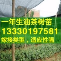 江西高產(chǎn)油茶苗,中國高產(chǎn)油茶之鄉(xiāng),油茶樹苗
