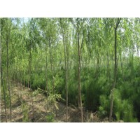 供應(yīng)垂柳苗 紫穗槐苗 油松苗