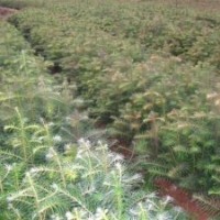 江西供應(yīng)紅豆杉大小苗盆景小苗，桂花基地，江西青楓苗多，江西紫